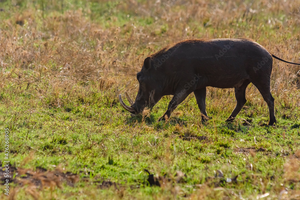 Common warthog (Phacochoerus africanus) at the Serengeti national park, Tanzania. Wildlife photo Common warthog (Phacochoerus africanus) at the Serengeti national park, Tanzania. Wildlife photo