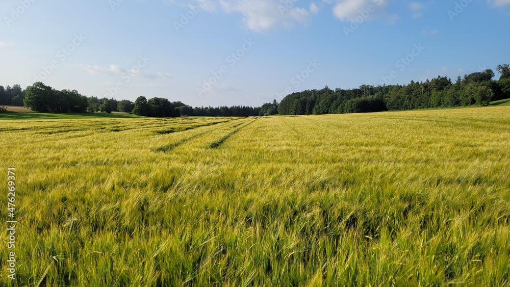 Fresh green wheat field under a clear blue sky. Forest is in the background. Fresh green wheat field under a clear blue sky. Forest is in the background.