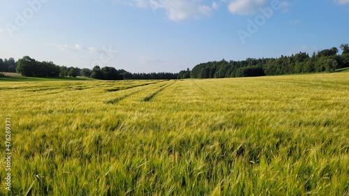 Fresh green wheat field under a clear blue sky. Forest is in the background.