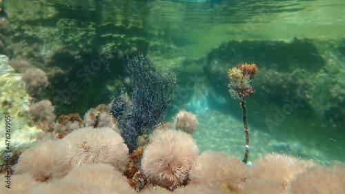 Red algae Ceramium sp. undersea, Aegean Sea, Greece, Halkidiki photo