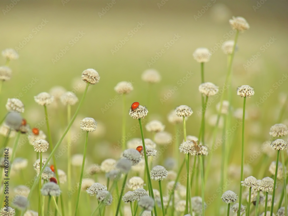Seasons of flowers, Ladybug on small white flowers blooming in the meadow. White Flower of Eriocaulon cinereum, Pipewort, Piperwort or Manee Dheva on a field.
