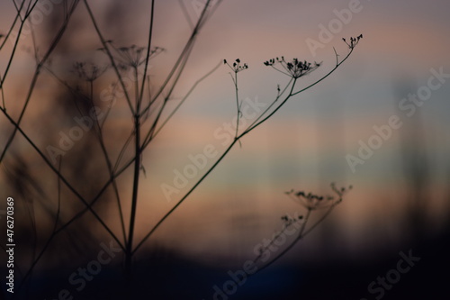 flowers blowing in the wind against sunset sky in the backgrounds. Abstract flowers fields on winter dusk. Silhouette. Long exposure. blur.