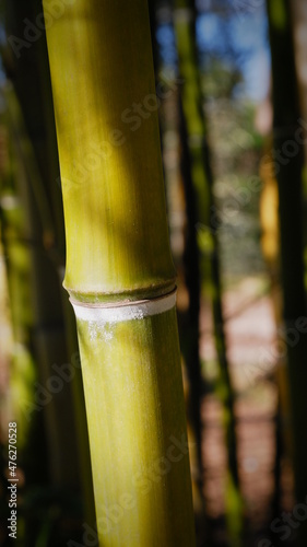 Green bamboo stems on blurred background. 