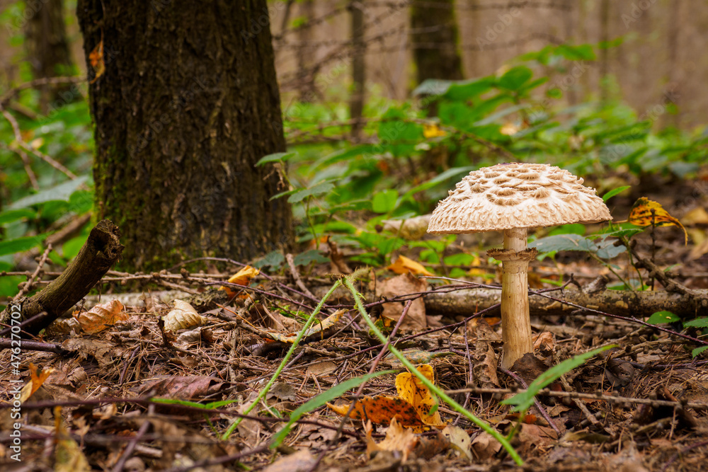 Fototapeta premium Boletus edulis growing in the forest.