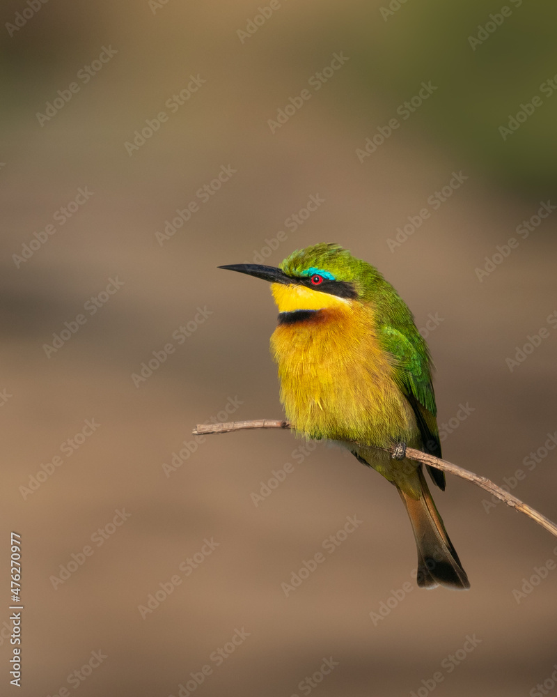 Little Bee-eater, Maasai Mara Kenya Little Bee-eater, Maasai Mara Kenya