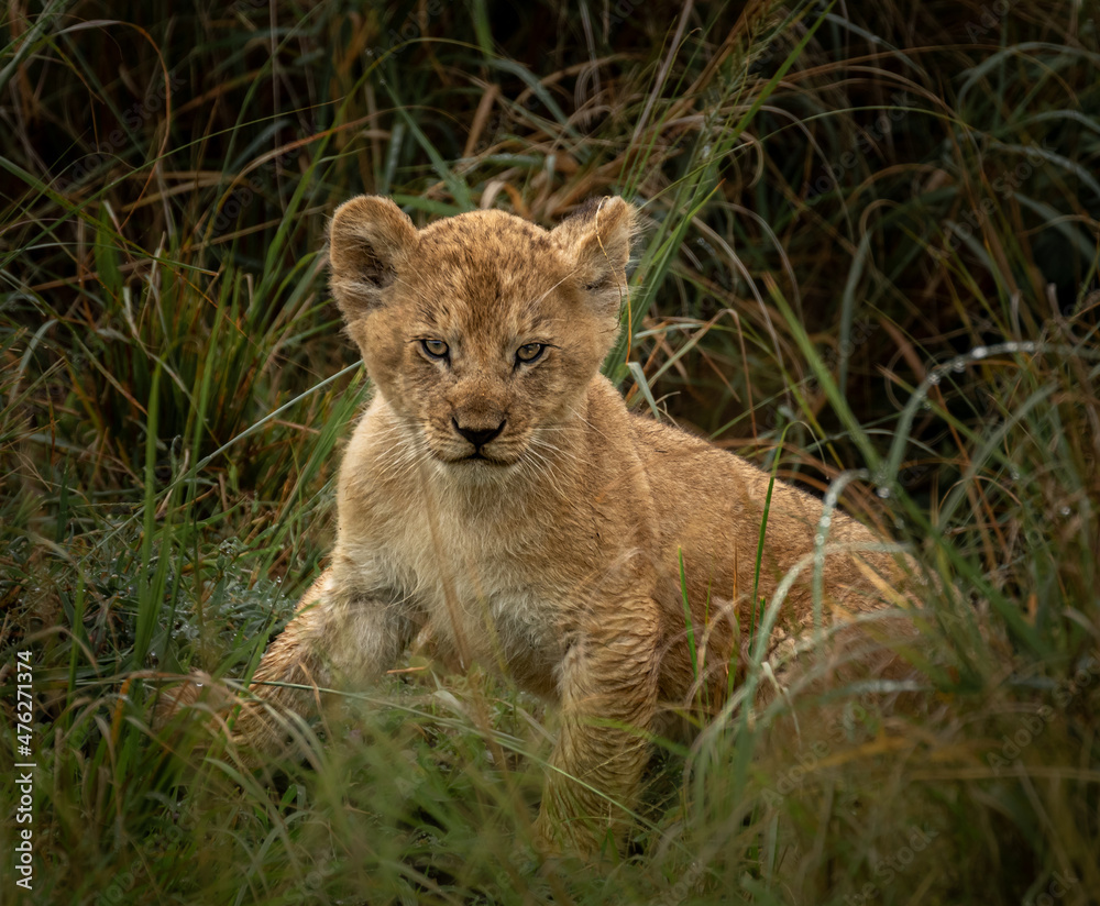 Lions of the Maasai Mara National Reserve Lions of the Maasai Mara National Reserve
