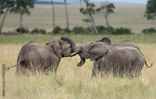 Photography African elephants of Maasai Mara National Reserve, Kenya
