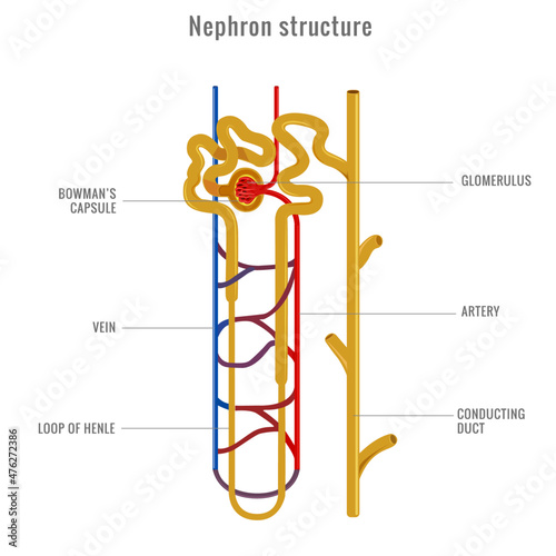 Nephron structure in kidney vector illustration photo