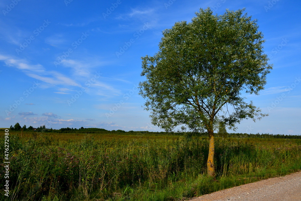 Fototapeta premium A view of a vast meadow, pastureland, or lawn with crops covering a large part of it located next to some forest or moor and with a dirt road or path leading through it seen on a cloudy summer day