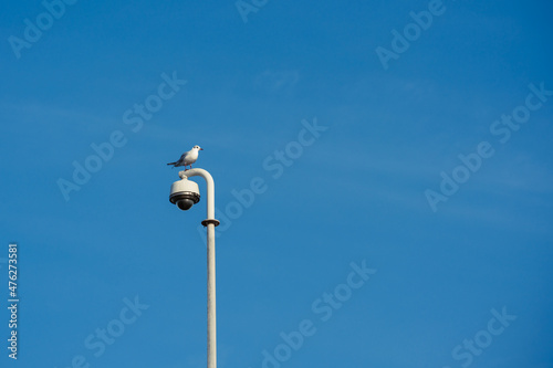 A seagull watches on top of a mast with a surveillance camera against blue sky
