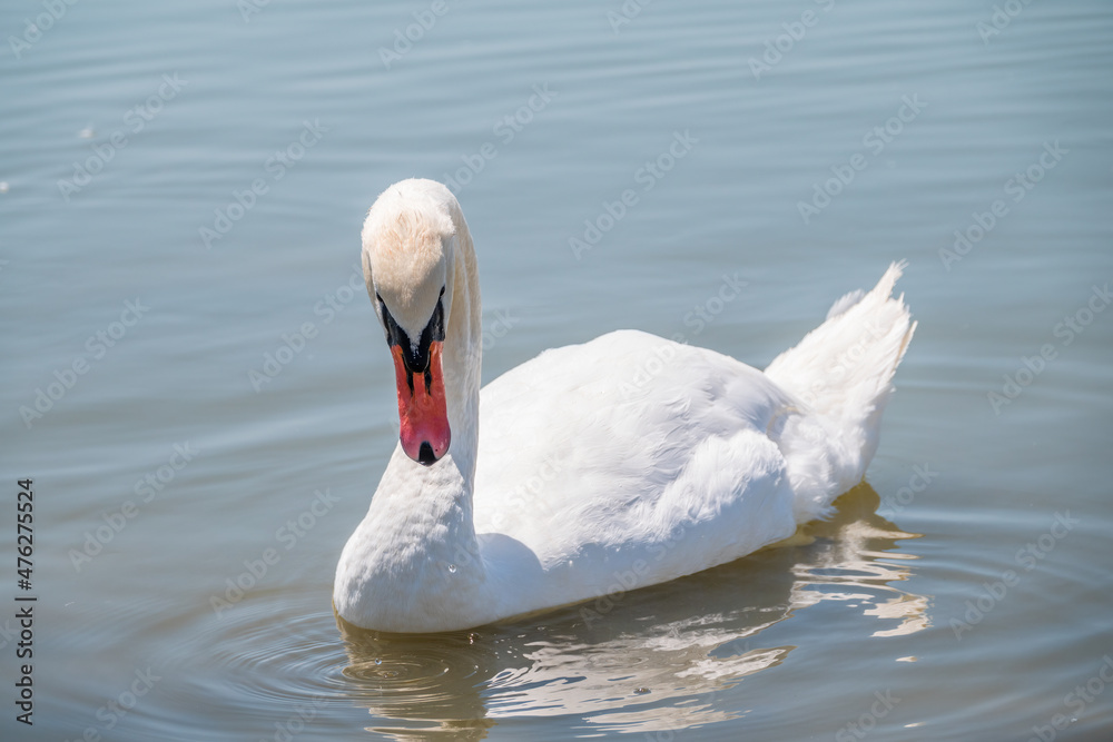 Obraz premium Graceful white Swan swimming in the lake, swans in the wild. Portrait of a white swan swimming on a lake.