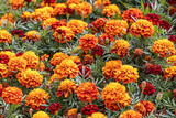 Orange and yellow round Marigold flowers with beautiful green leaves bloom in autumn in the garden on the yellow background