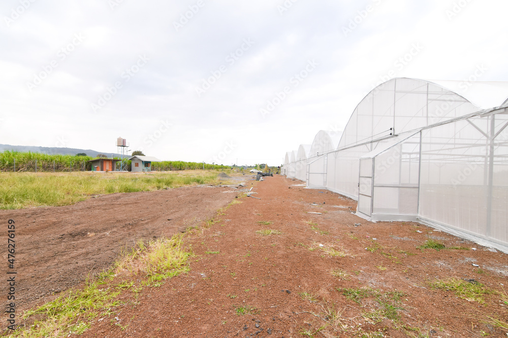 Greenhouse for growing cannabis in a closed system. Greenhouse for growing cannabis in a closed system.