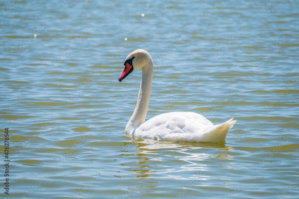 Graceful white Swan swimming in the lake, swans in the wild. Portrait of a white swan swimming on a lake. Graceful white Swan swimming in the lake, swans in the wild. Portrait of a white swan swimming on a lake.