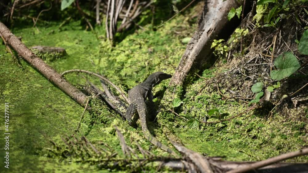 The lizard walked slowly in the ditch looking for food. The lizard walked slowly in the ditch looking for food.