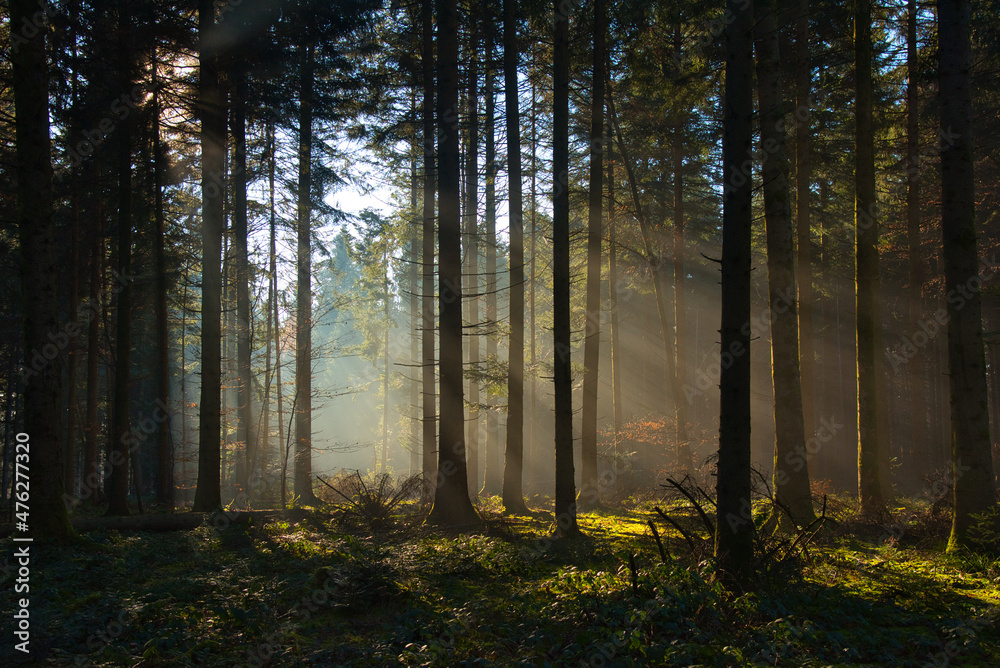 Obraz premium Nebel im Schwarzwald