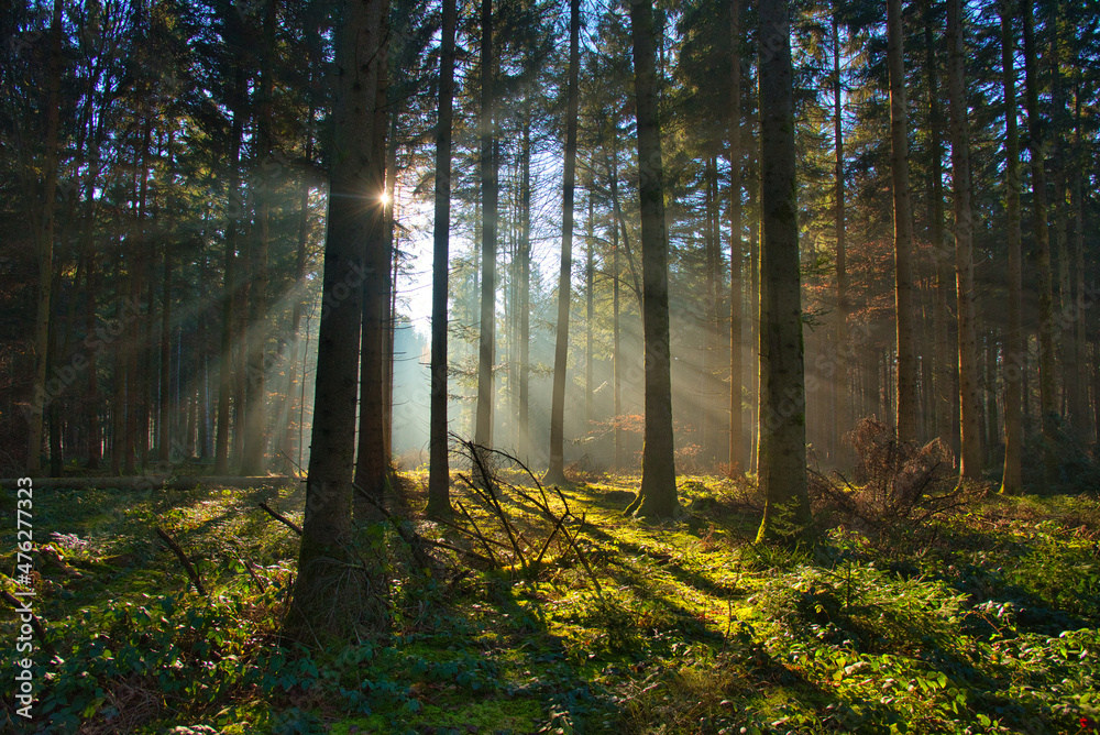 Fototapeta premium Nebel im Schwarzwald