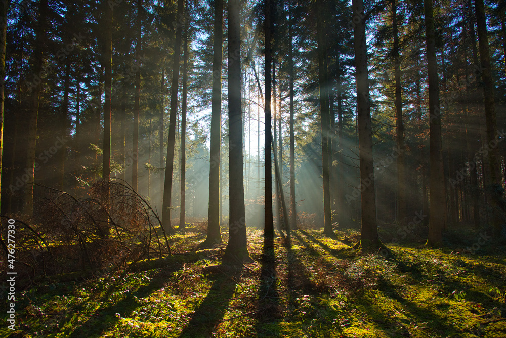 Fototapeta premium Nebel im Schwarzwald