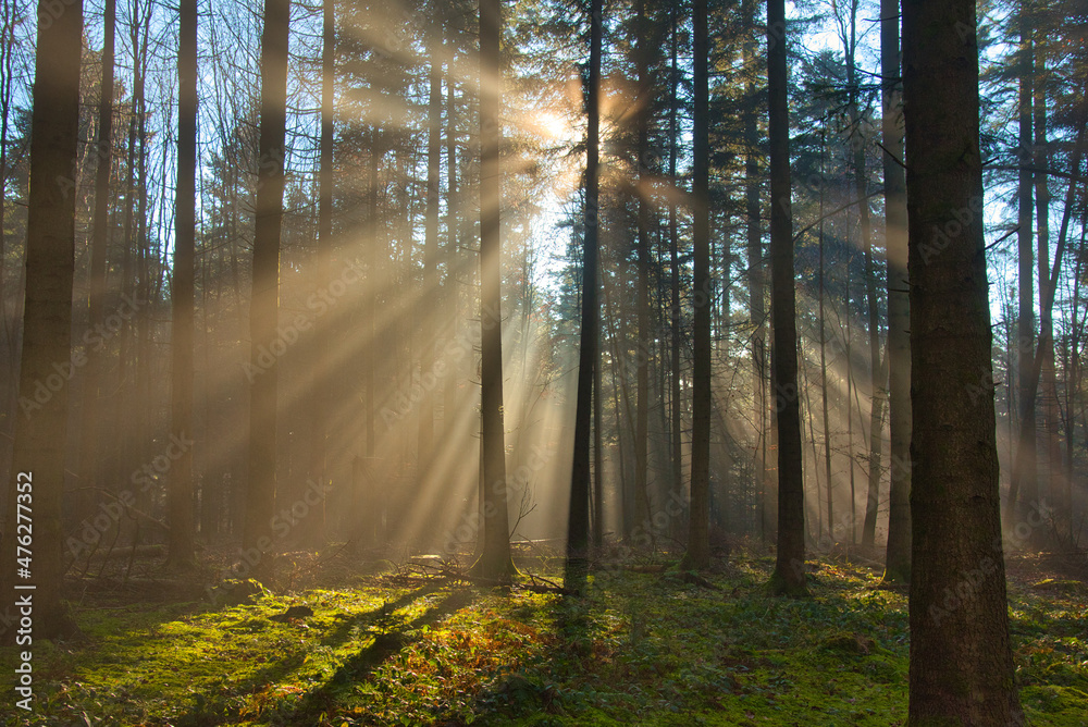 Naklejka premium Nebel im Schwarzwald
