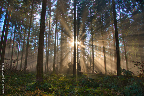 Nebel im Schwarzwald