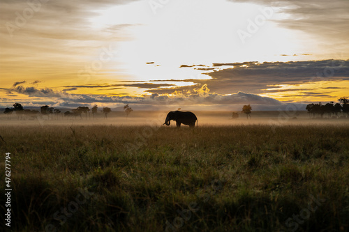 Lonely Elephant and sunrise on the plains photo