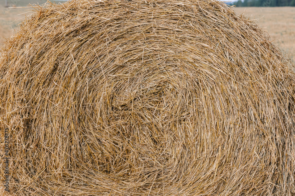 Haystacks gathered in a circle on a large field. A clear summer day, with a house in the background. Haystacks gathered in a circle on a large field. A clear summer day, with a house in the background.