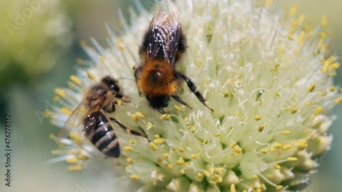 Honey bee and bumblebee collecting nectar and pollen