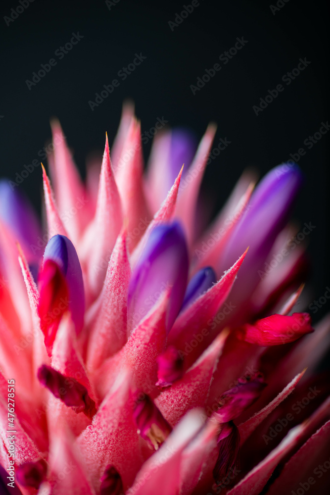 Close up of Pink Bromeliad Flower