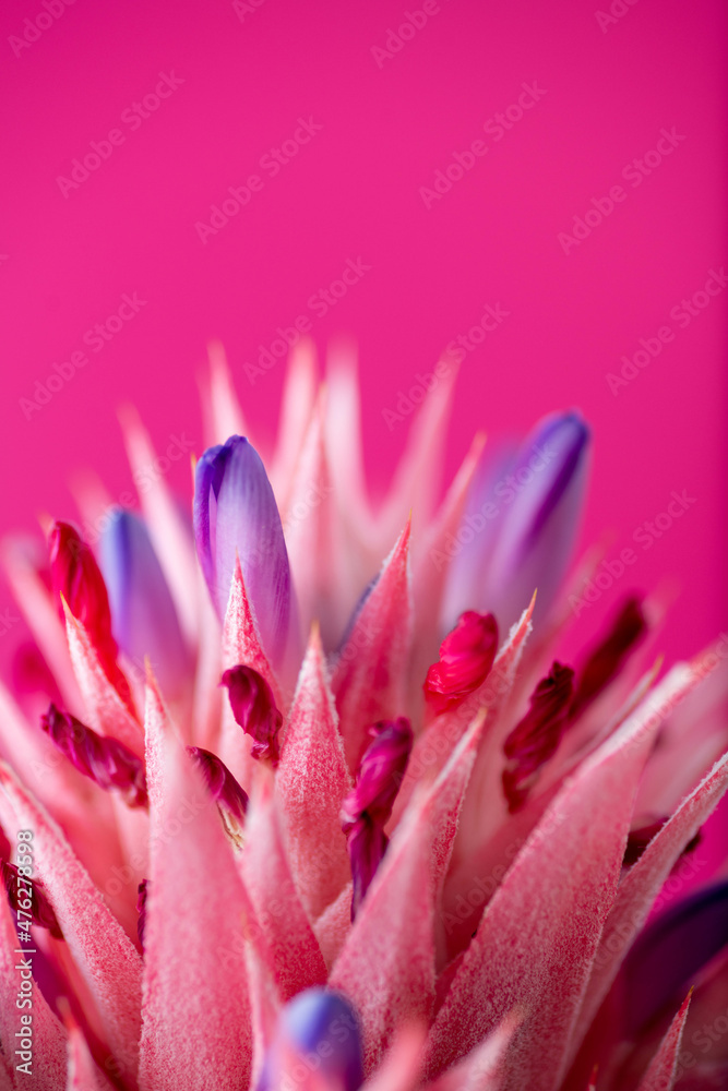 Close up of Pink Bromeliad Flower Close up of Pink Bromeliad Flower