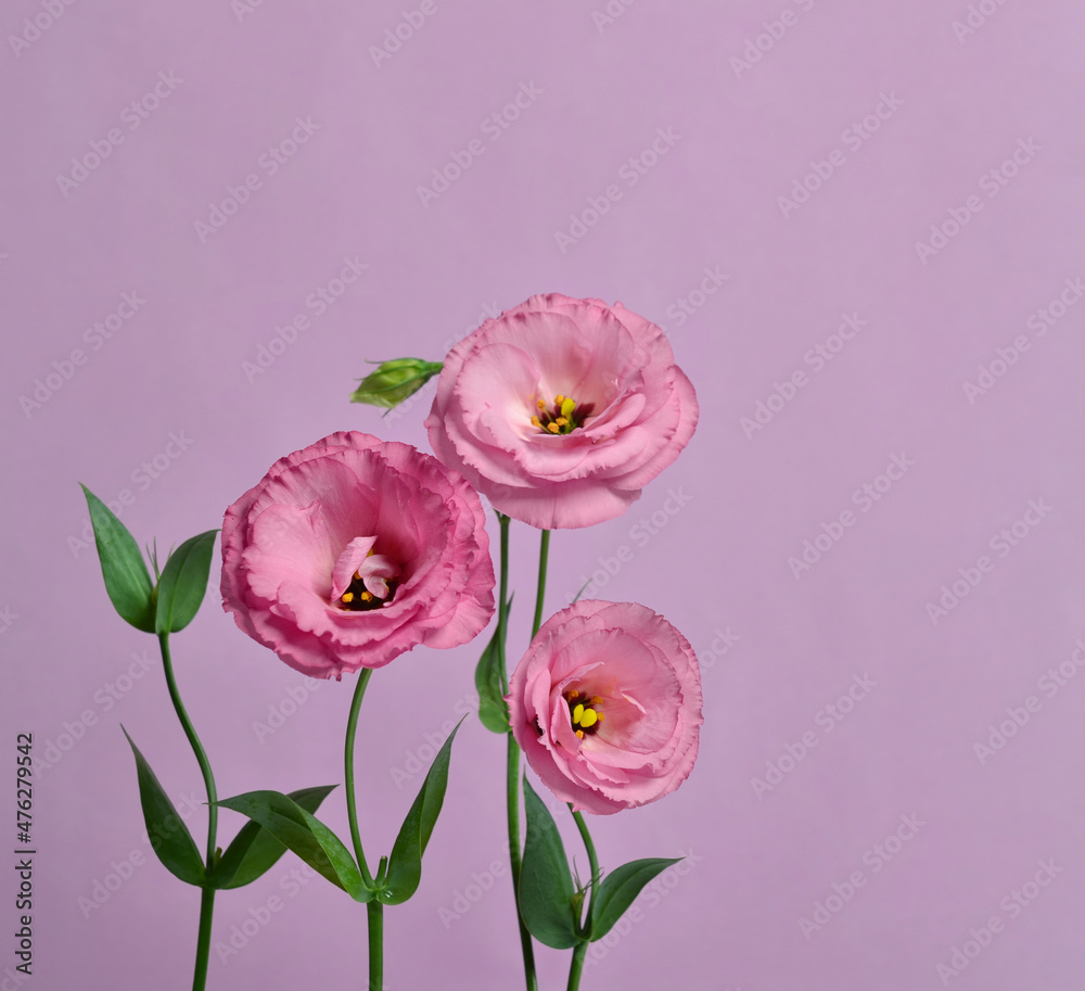 Many pink eustomas on a purple background Many pink eustomas on a purple background