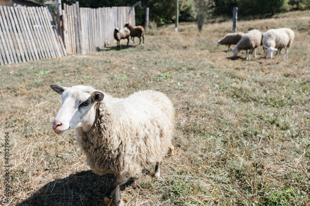 A few sheep and lambs graze during the day. The village and the Ural nature. A few sheep and lambs graze during the day. The village and the Ural nature.
