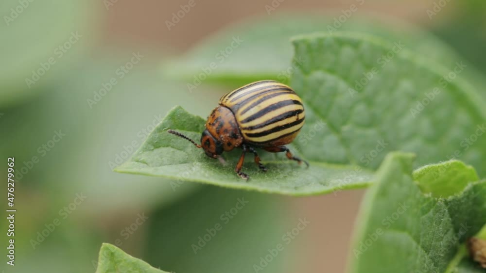 Colorado potato beetle on a potato leaf Colorado potato beetle on a potato leaf