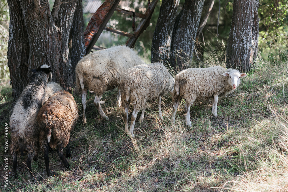 A few sheep and lambs graze during the day. The village and the Ural nature. A few sheep and lambs graze during the day. The village and the Ural nature.