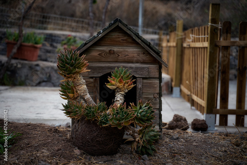 Carta da parati Beautiful shot of a birdhouse and a plant in a pot as a garden decor