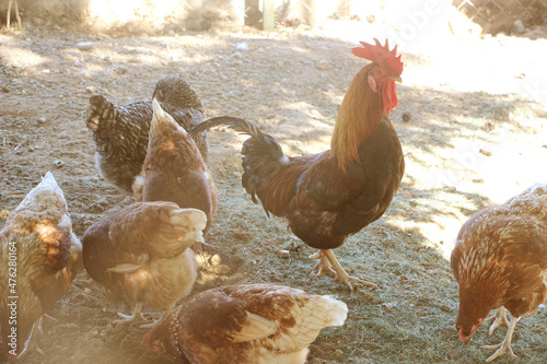 Cock and hen in thefarm yard. Selective focus photo