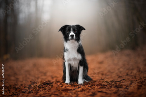 black and white border collie dog in autumn time