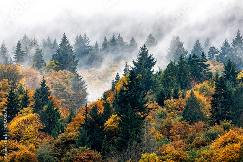 Beautiful landscape of foggy forest with colorful autumn trees in Salt Spring Island, BC Canada photo