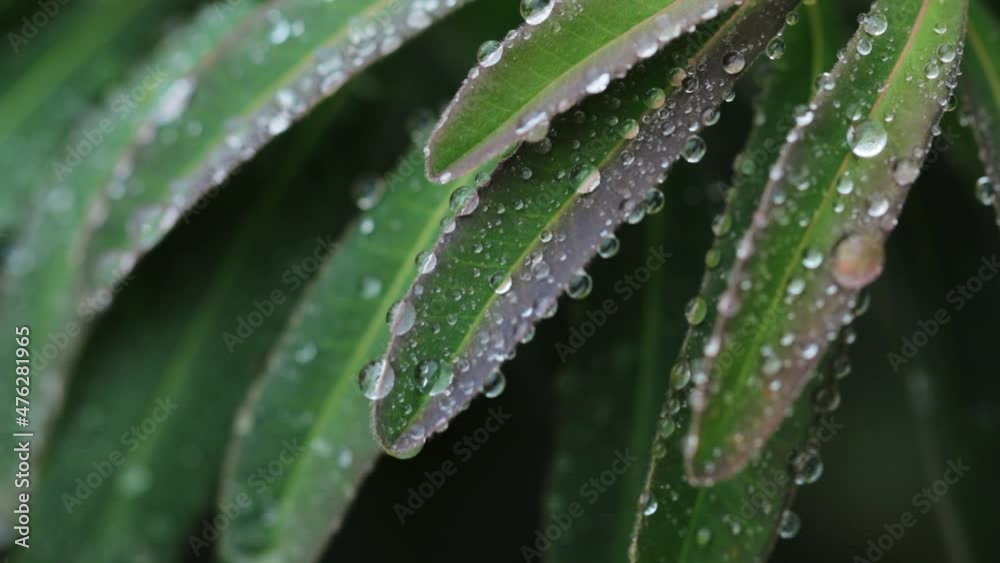 Water drops on leaves of plant in closeup Water drops on leaves of plant in closeup