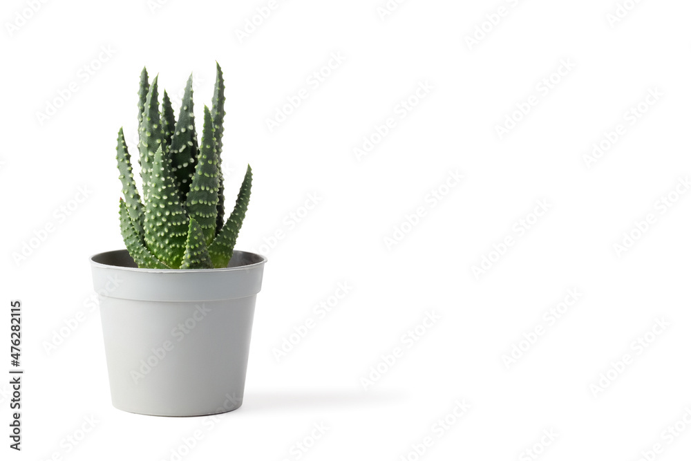 Succulent plant in a plastic pot isolated on white background. Haworthia Papillosa. Succulent plant in a plastic pot isolated on white background. Haworthia Papillosa.