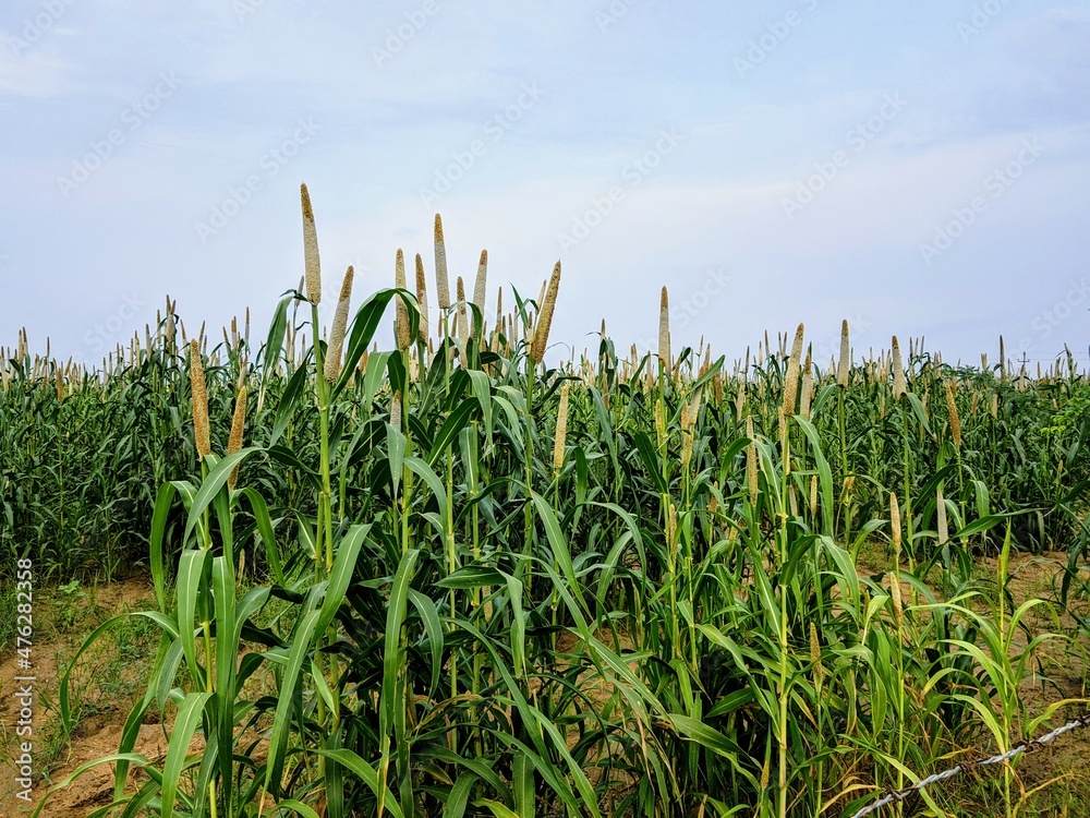 Fototapeta premium green field