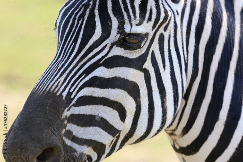 african animals safari with zebras african animals safari with zebras