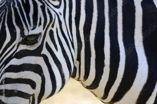 african animals safari with zebras