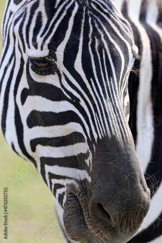 Fototapeta Naklejka Na Ścianę i Meble -  african animals safari with zebras