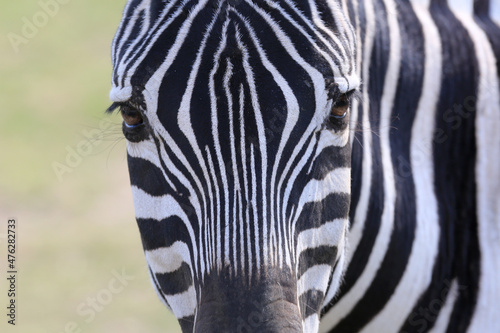 african animals safari with zebras