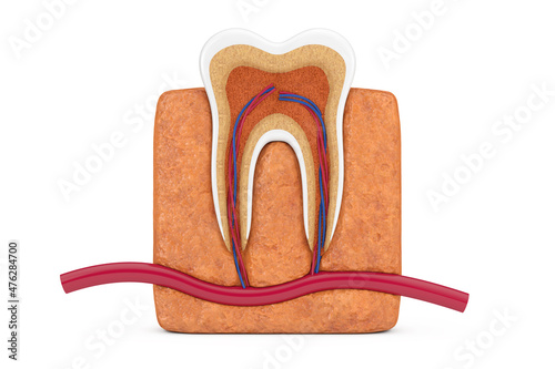 Anatomy and Structure of Human Tooth. 3d Rendering