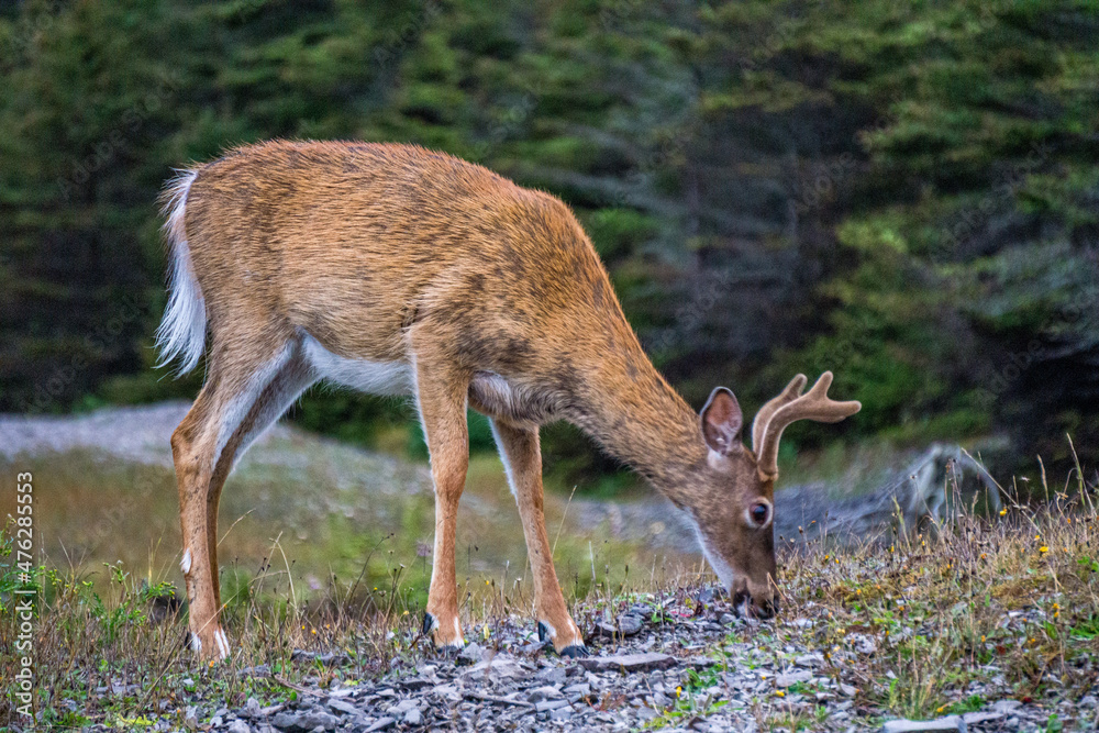 White-tailed deer on Anticosti Island, an island located in the St Lawrence estuary in Cote Nord region of Quebec, Canada White-tailed deer on Anticosti Island, an island located in the St Lawrence estuary in Cote Nord region of Quebec, Canada