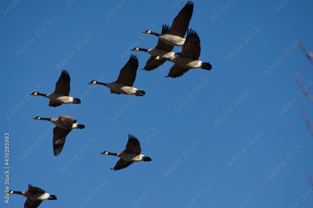 Obraz premium A Flock of Geese Flying in the Blue Sky
