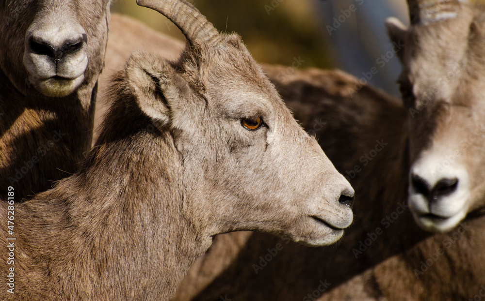 Young mountain sheep with family