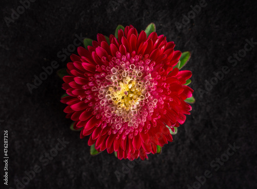 Top view of a flower on black background. Closeup. Nature.