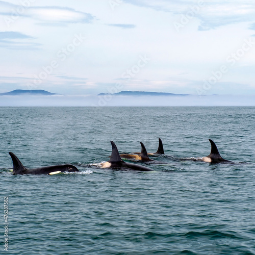 Killer whales in the Pacific Ocean against the background of volcanoes. Kamchatka Peninsula, Russia.